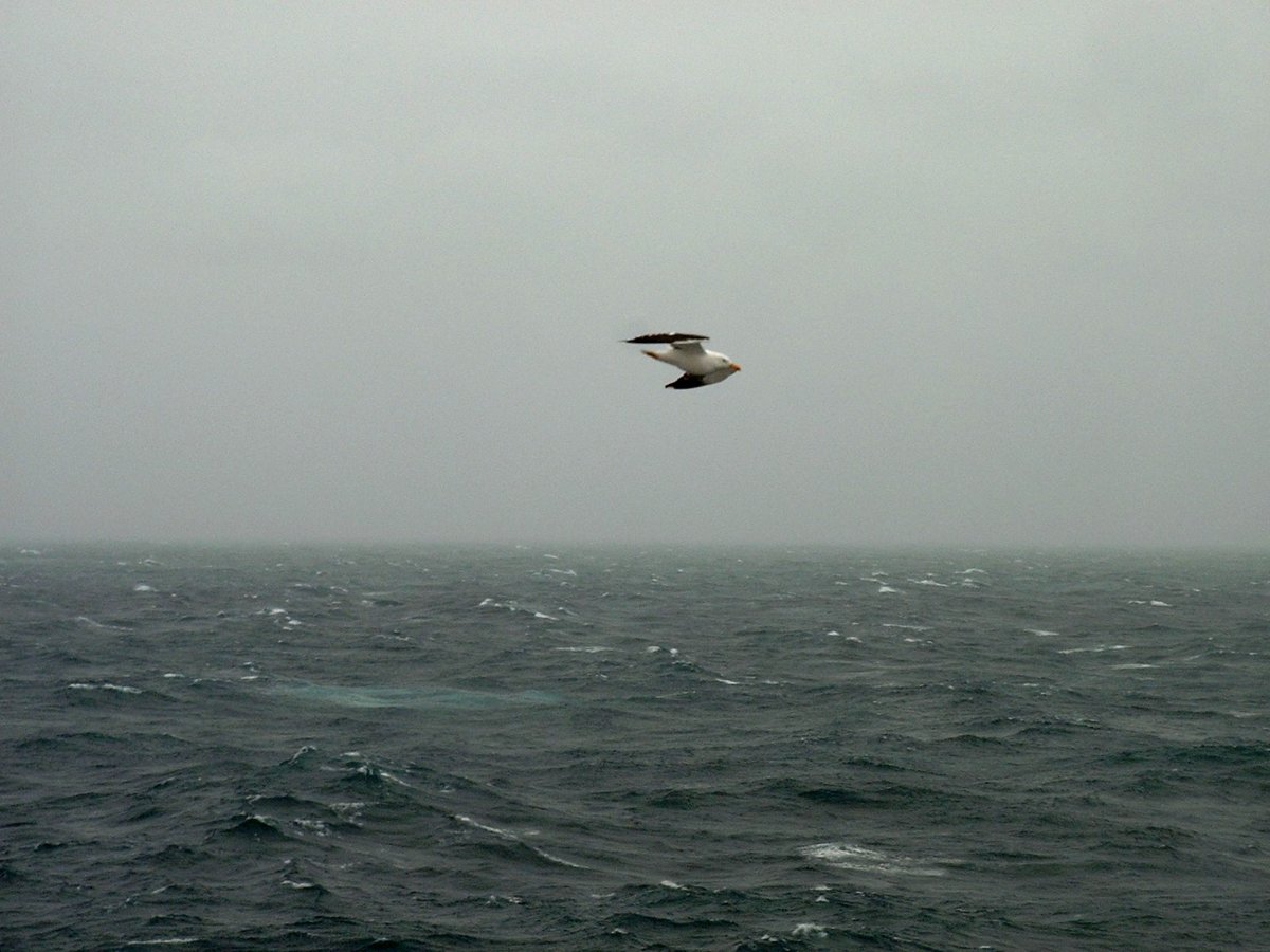 seagull-northAtlantic (1).jpg