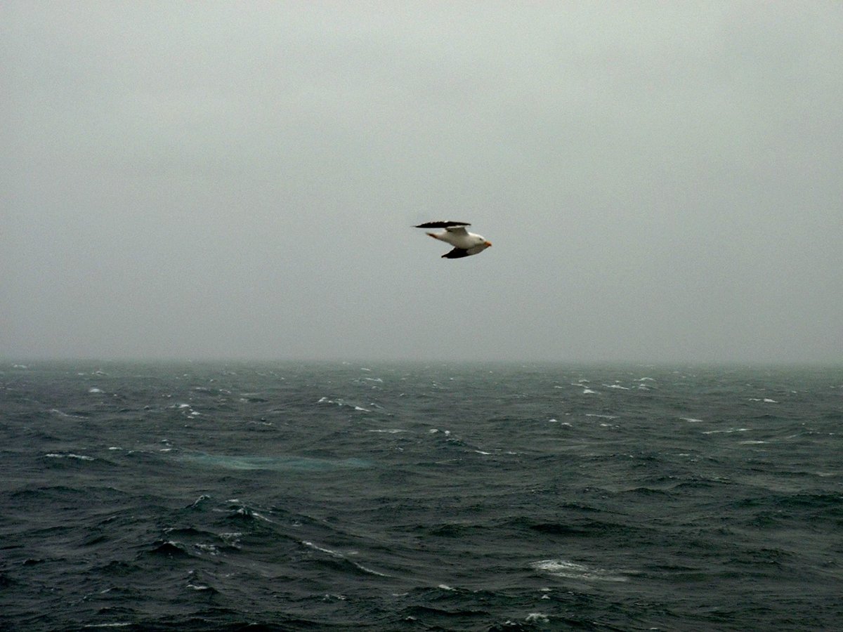 seagull-northAtlantic (2).jpg
