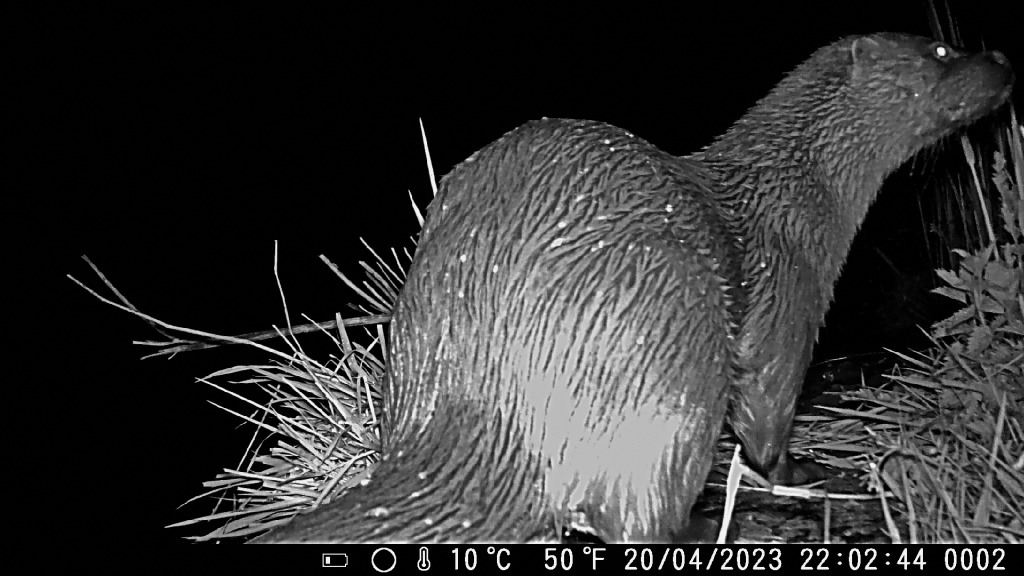 Otter, Sprainting, close-up, 22-02 pm, 20-04-2023, 0010.jpg