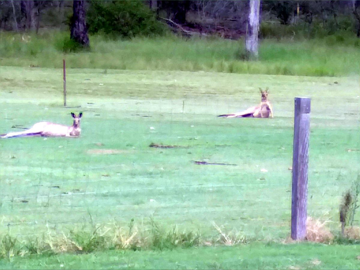 The back yard visitors