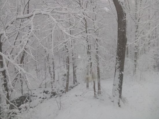 snowy-backyard.jpg
