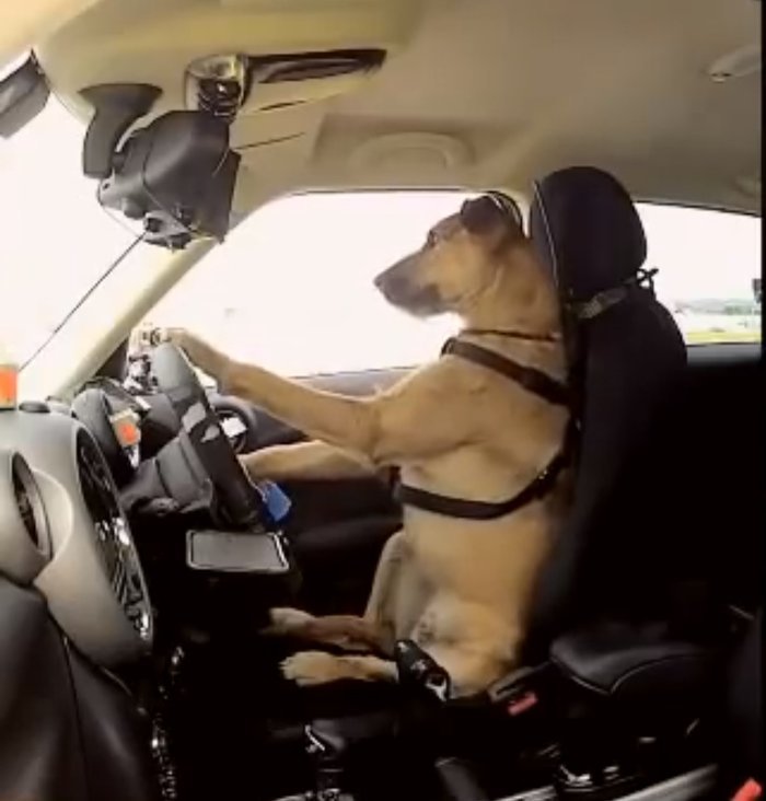 yes-this-dog-is-actually-driving-a-car.jpg