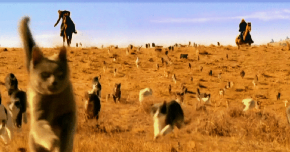 herding-cats-2-4048470336.png